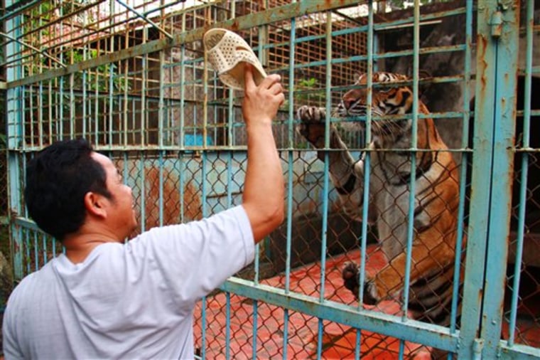 Caretaker Lai Van Xa provokes a tiger with his plastic sandal at a tiger farm in southern Binh Duong province, Vietnam, on July 4.
